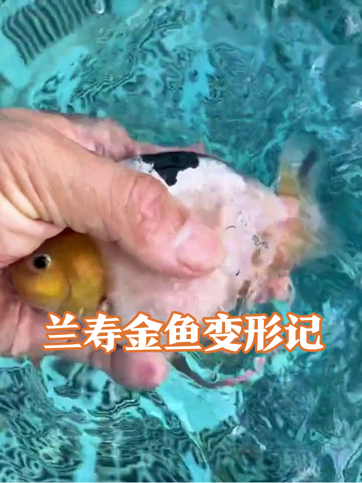 从独居靓仔到鱼挤鱼！兰寿金鱼的“社恐”与“社牛”瞬间