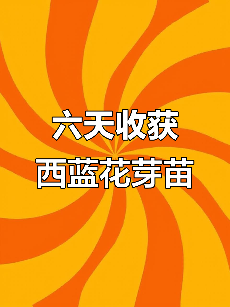 在家种西兰花芽苗,六天收割超简单!