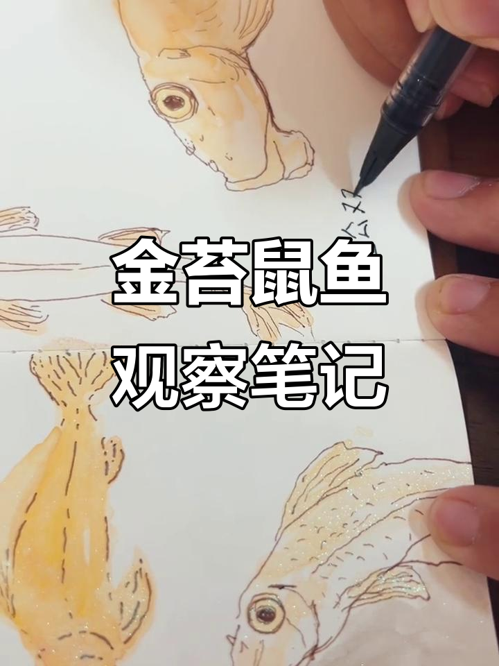 观察金苔鼠鱼:眼睛、嘴巴和游泳方式全记录