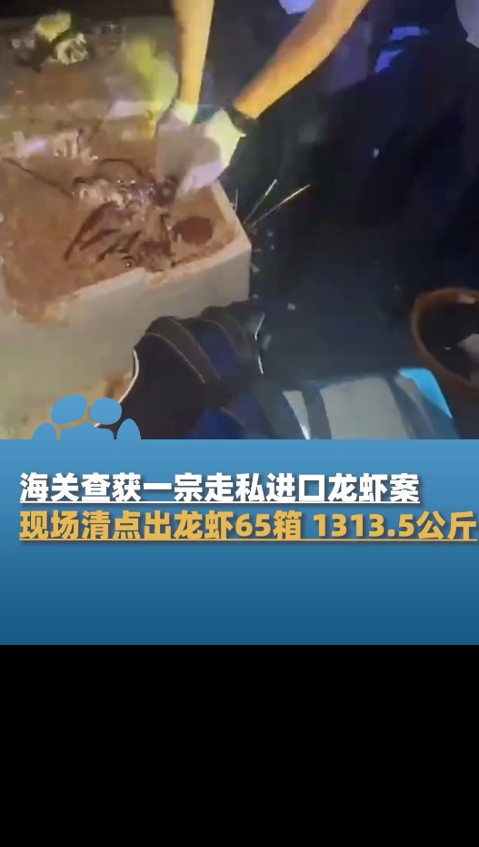 海关查获一宗走私进口龙虾案,现场清点出龙虾65箱