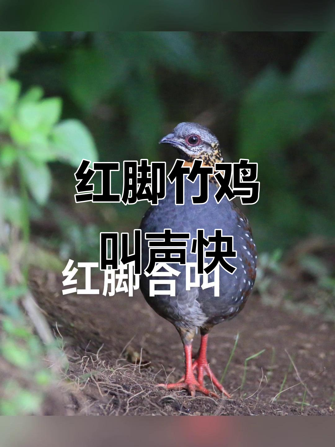 红脚竹鸡快速合鸣，声音清脆悦耳