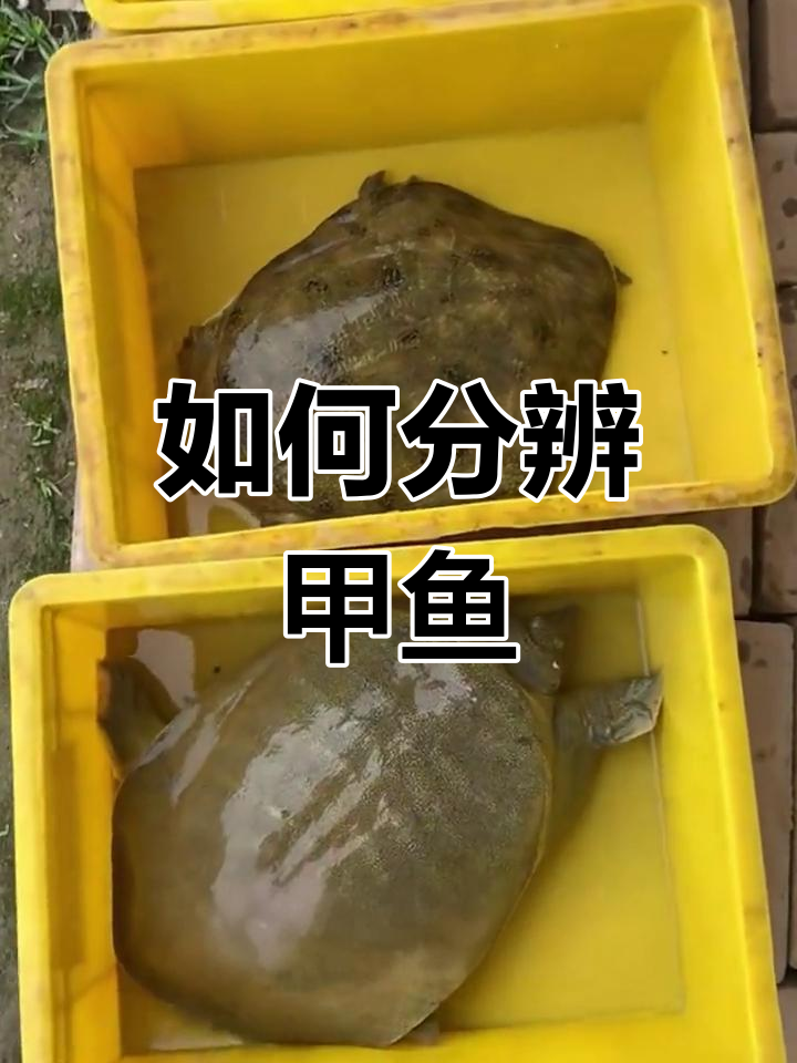 甲鱼品种辨别技巧