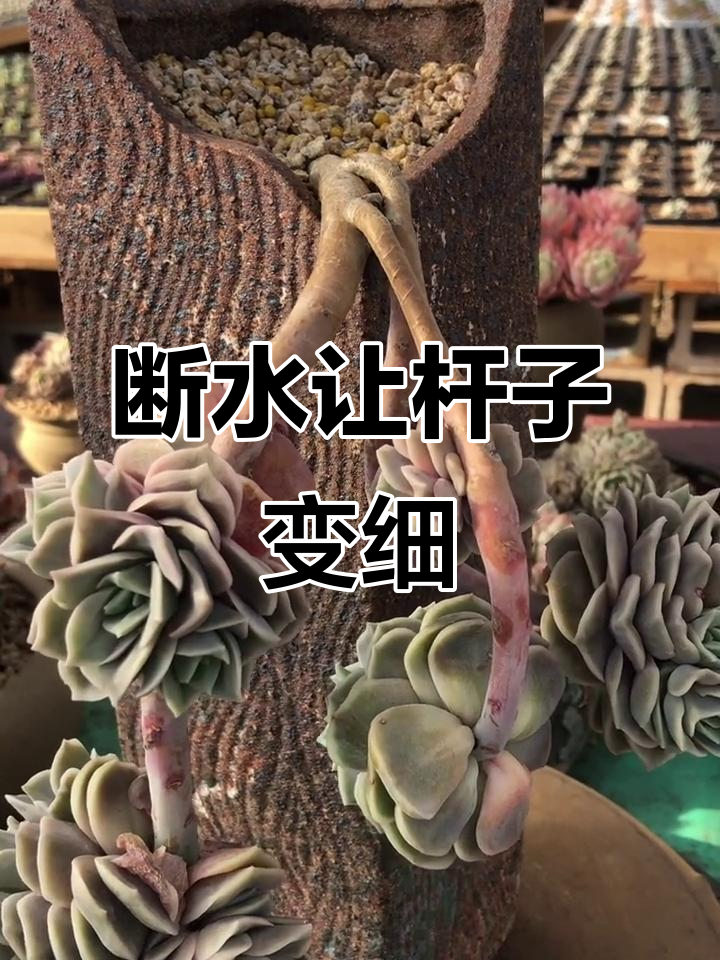 长时间断水会导致多肉杆子萎缩，如何正确养护避免伤害