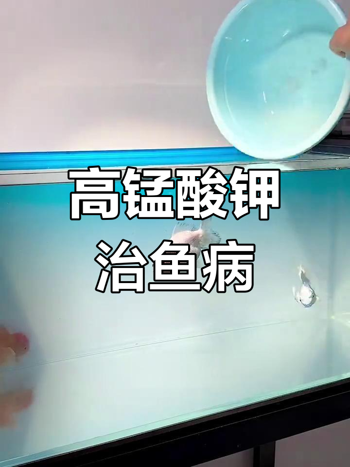 高锰酸钾的神奇作用,鱼病治疗必备技巧