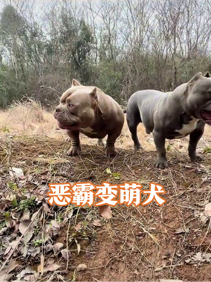 肌肉猛犬秒变表情包！恶霸犬反差萌太上头