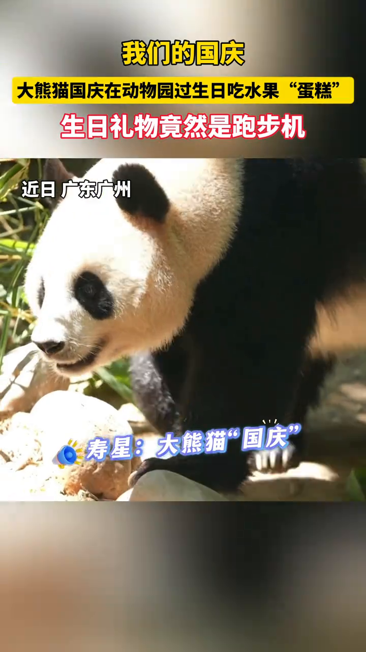 大熊猫国庆在动物园过生日吃水果“蛋糕”,生日礼物是“跑步机”