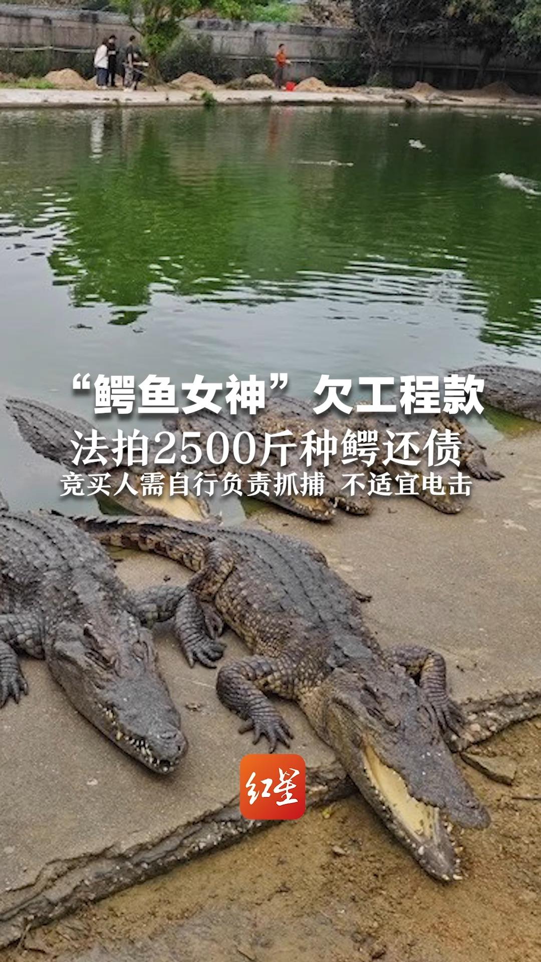 “鳄鱼女神”欠工程款 法拍2500斤种鳄还债 最重的一只超1000斤 竞买人需自行负责抓捕