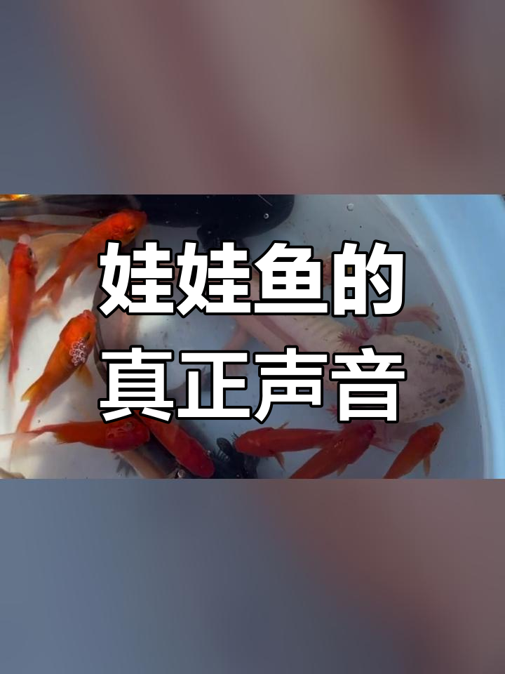 娃娃鱼叫声真相:并非婴儿哭