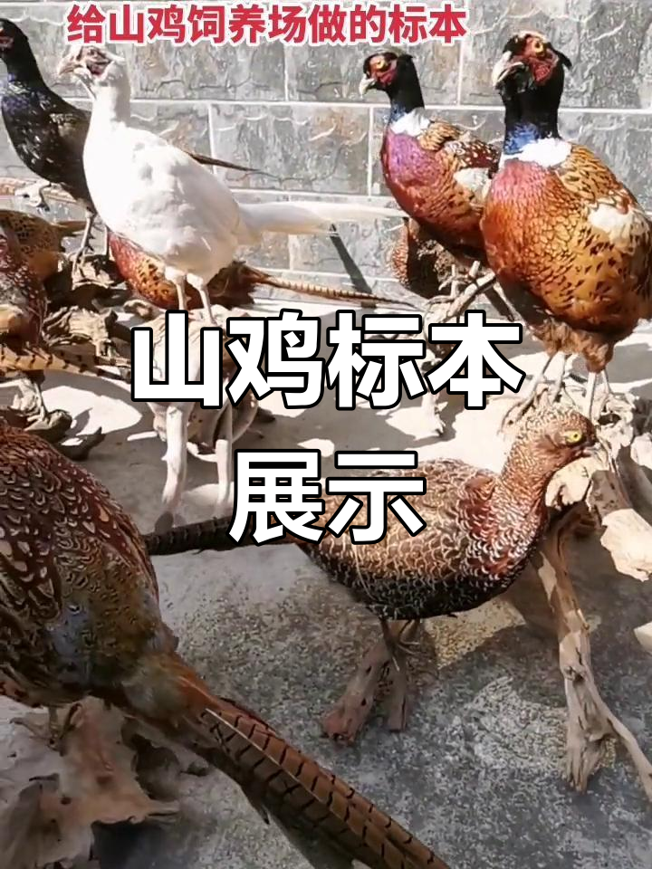 山鸡饲养场标本制作