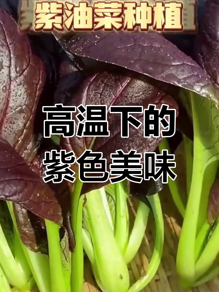 紫油菜:高温下长得更旺,花青素丰富适合女士食用