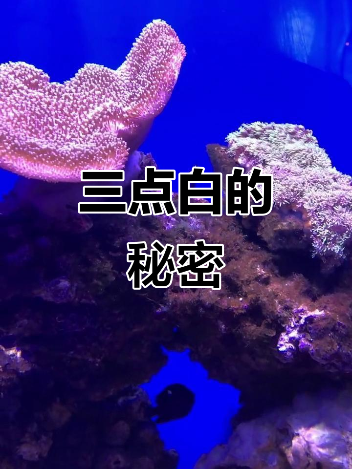 三点白:从雀鲷到战斗机鱼,凶猛又神秘