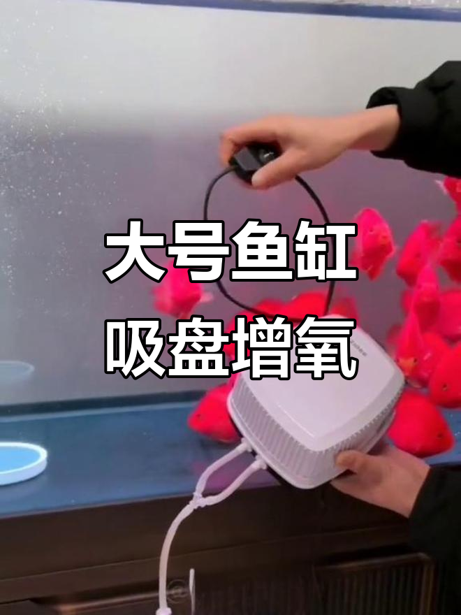 鱼缸增氧机效果大揭秘,爆氧模式让水族更健康