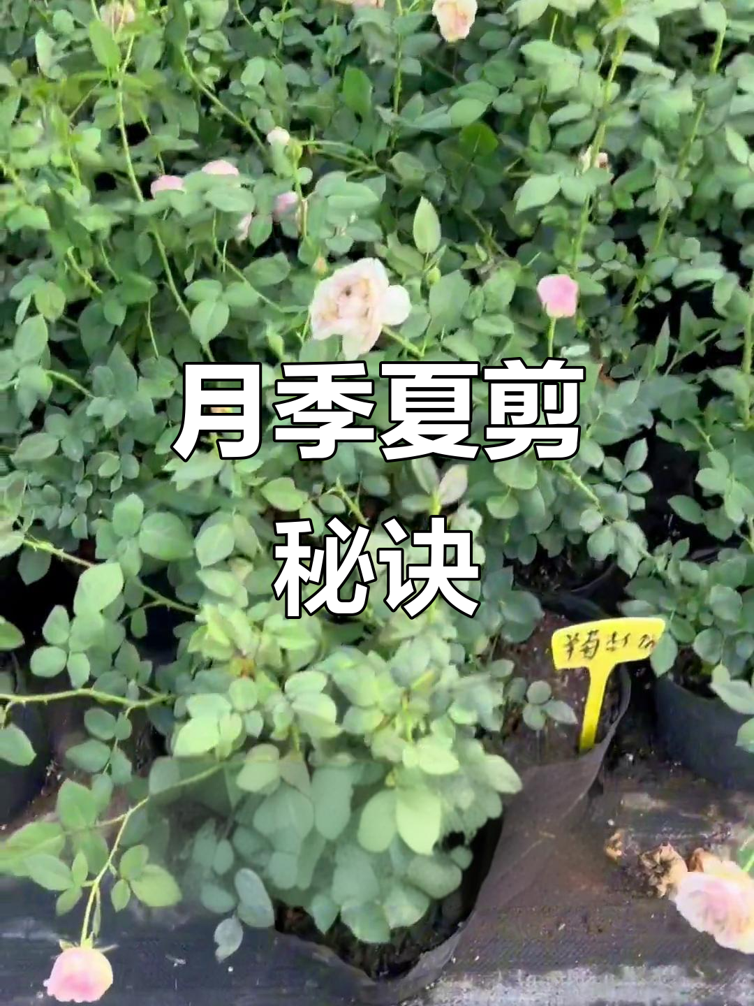 夏季月季修剪技巧,让花朵更繁盛!