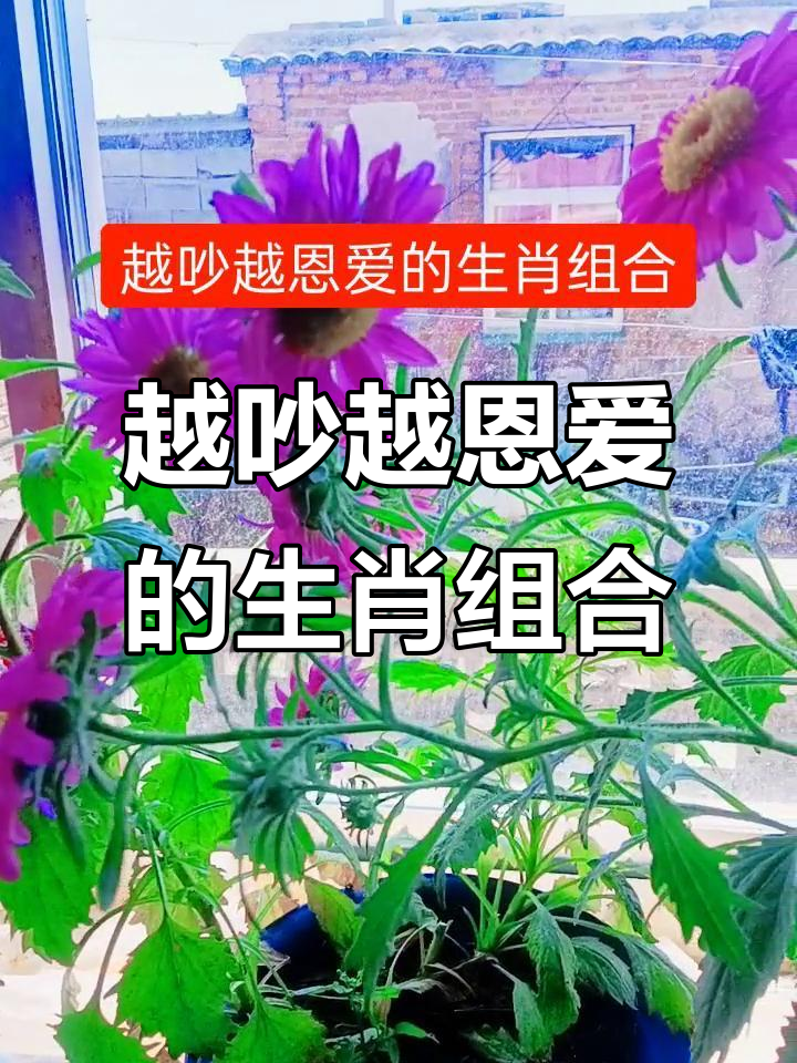 鼠鸡配猪，越吵感情越好