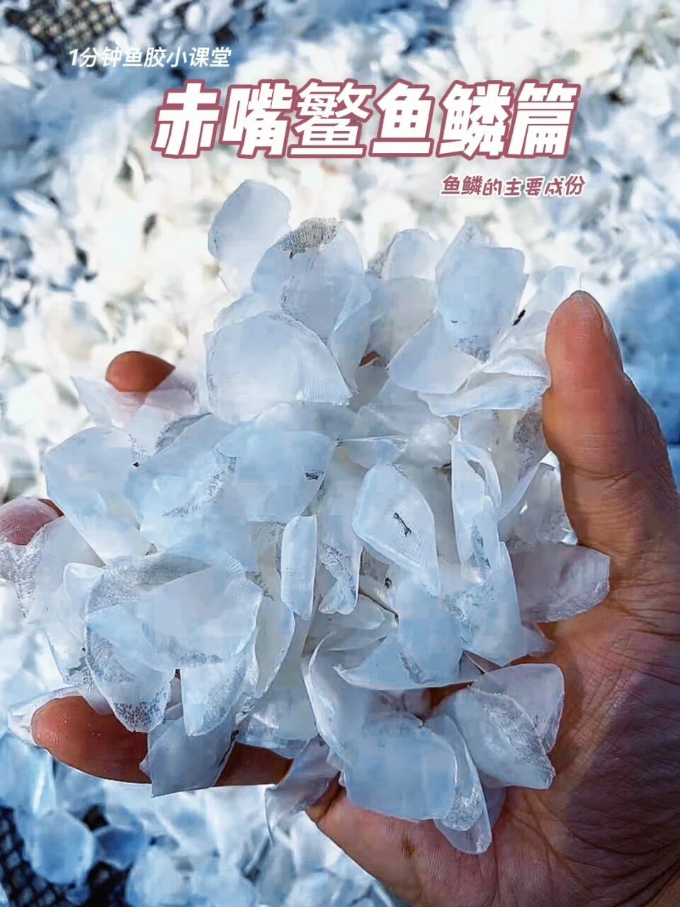 赤嘴鳘鱼鳞的主要成份