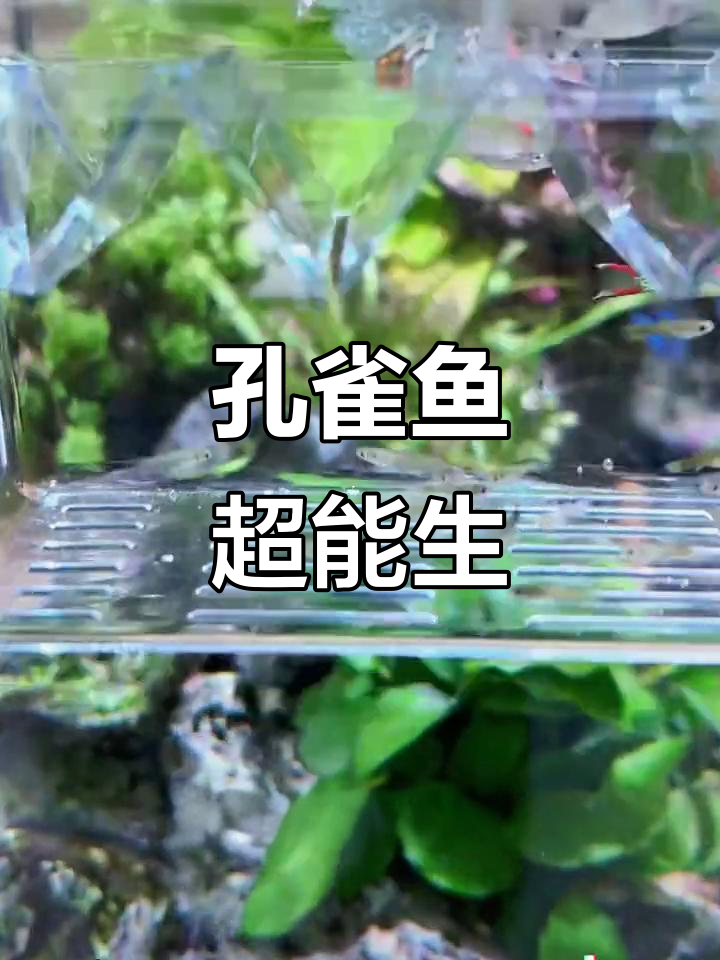 孔雀鱼繁殖力惊人,隔离盒让小鱼苗成活率大幅提升