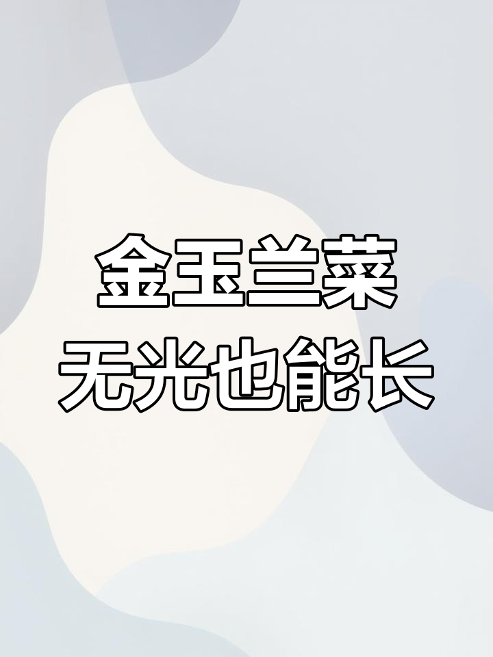 欧洲菊菊:不用阳光就能长的美味蔬菜,炒肉火锅都能比肩羊肉
