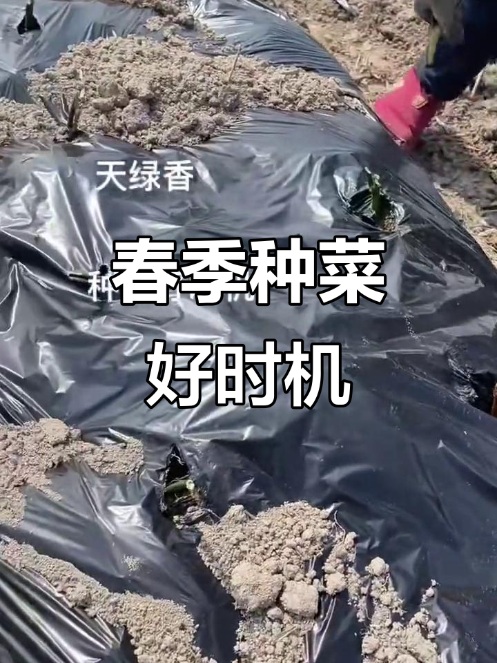 春天阳光正好,树仔菜种植迅速发芽,两个月后即可收获