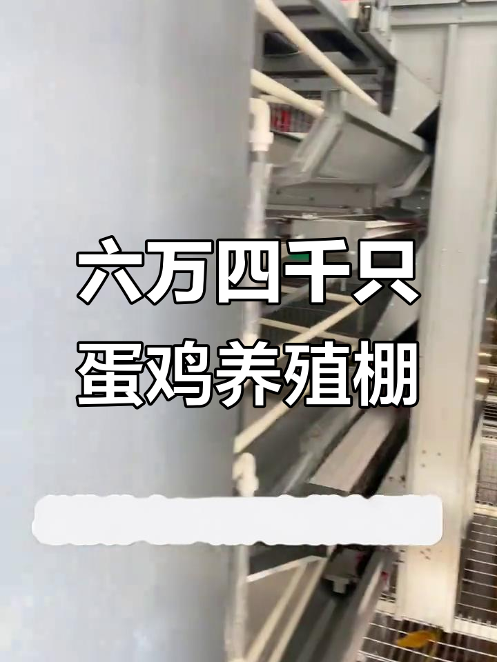 蛋鸡养殖自动化设备:六万四千只单栋养鸡棚设计解析