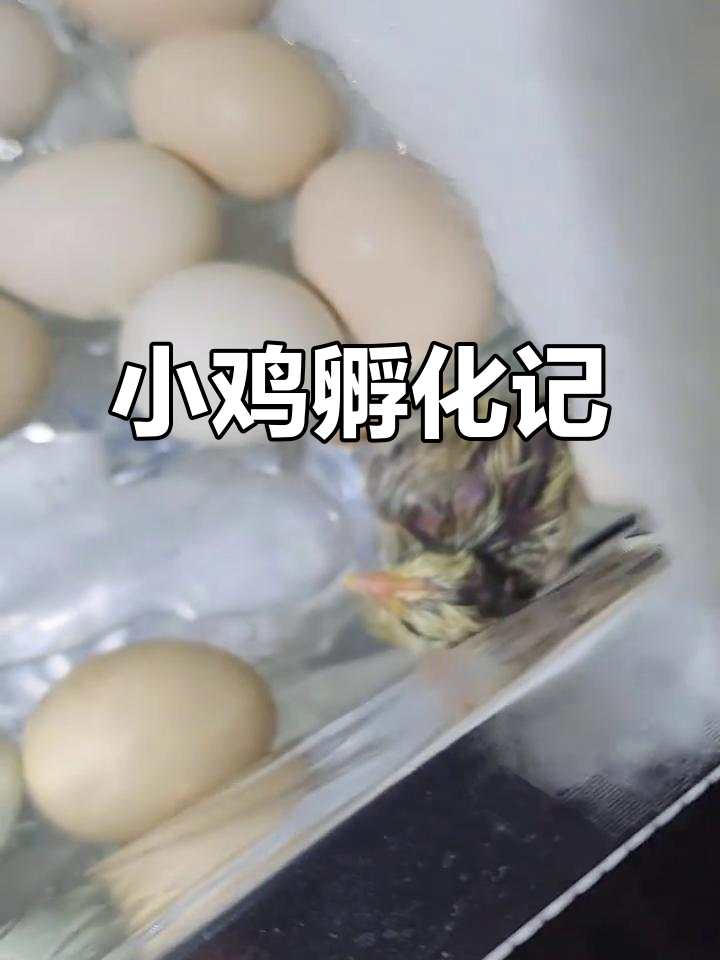 20个鹊山鸡蛋,12只成功孵化,期待全部破壳!