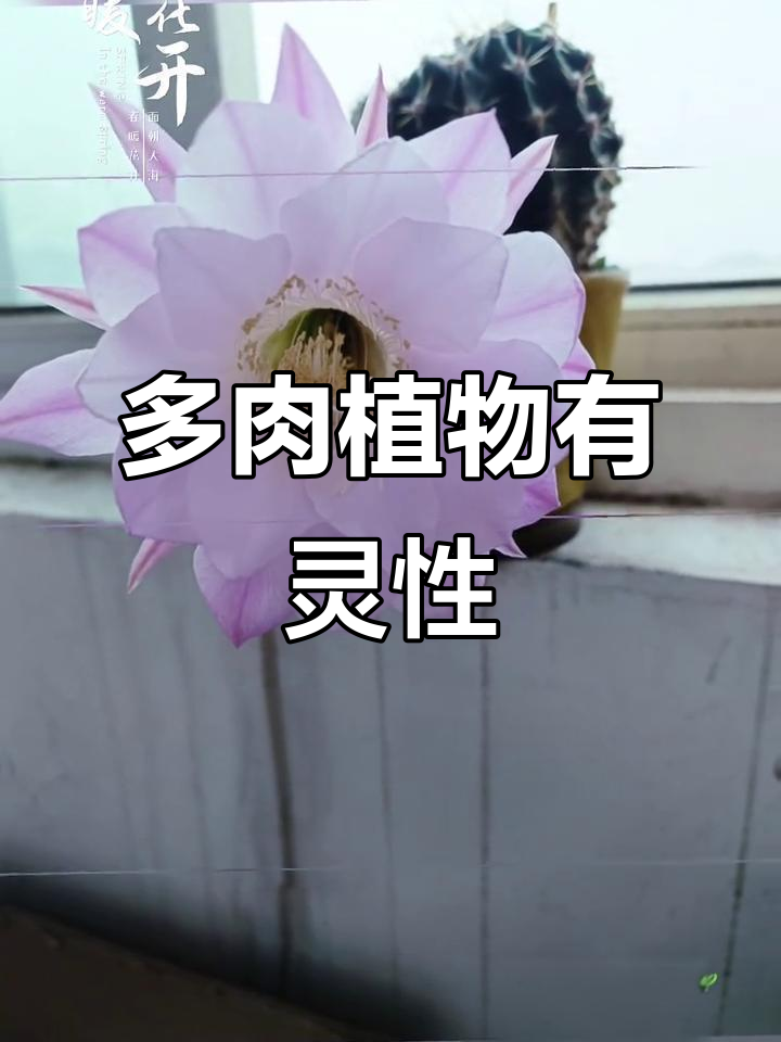 仙人掌与多肉植物的灵性之美,感受大自然的奇妙