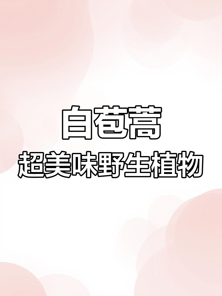 稀有野菜白苞蒿,清甜如鸡脚丫,女生必看!