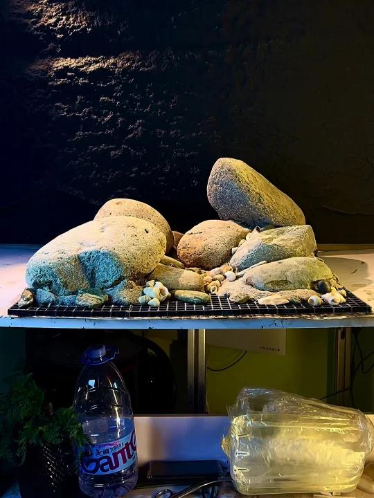 马拉维湖 珊瑚慈鲷 简简单单的造景