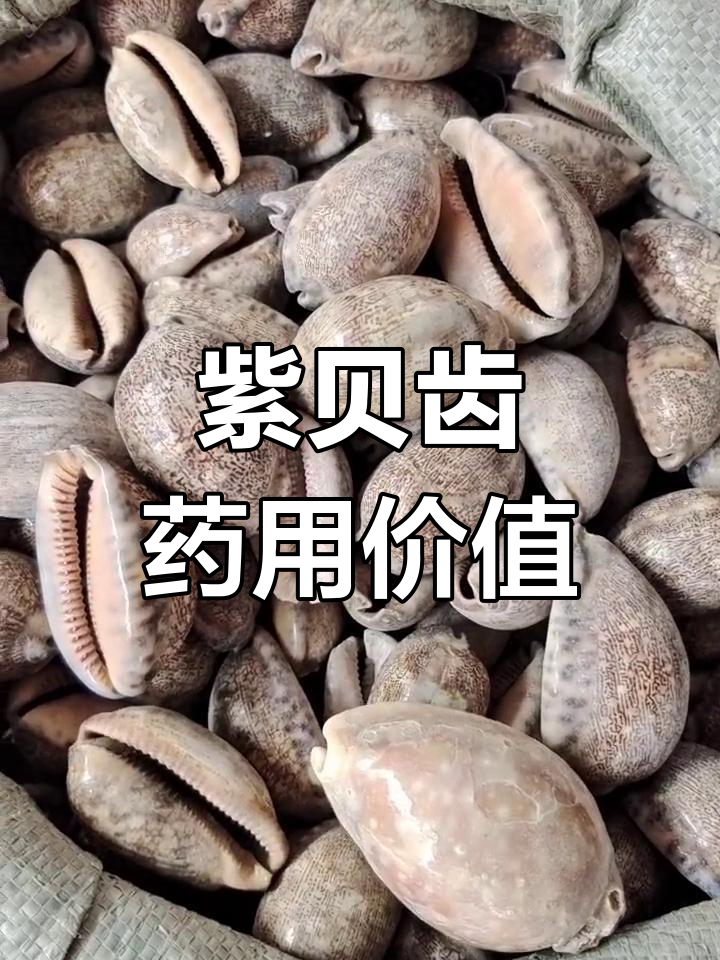 中药紫贝齿的来源与功效