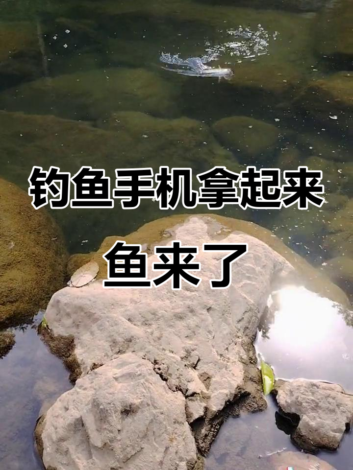 手机一拿出来,鱼就上岸了!细鳞百甲鱼的休闲野钓之旅