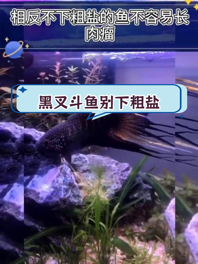 养黑叉斗鱼时,避免粗盐导致肉瘤生长