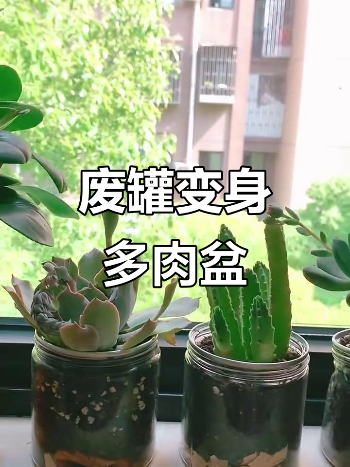 吃剩罐子变花盆,多肉植物新家DIY