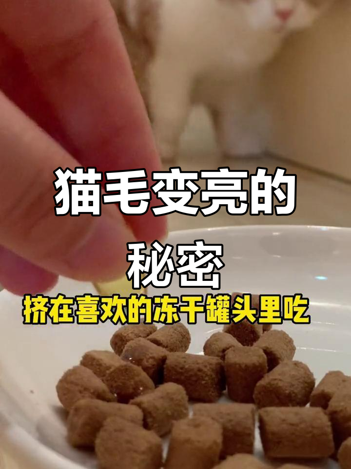 深海鱼油让猫咪毛发更亮丽,吃上一口就爱上!
