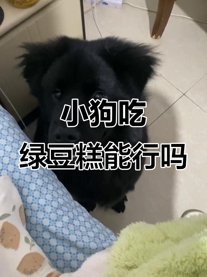 小狗能吃绿豆糕吗?吃了会拉肚子,真让人担心