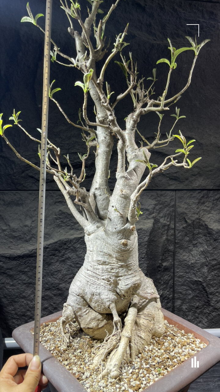 把普通的东西玩成不普通(猴面包树盆景)