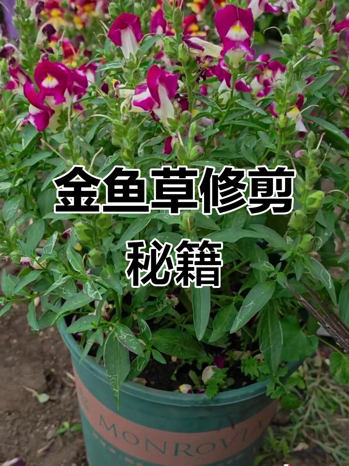 金鱼草花后修剪技巧,轻松催花不断
