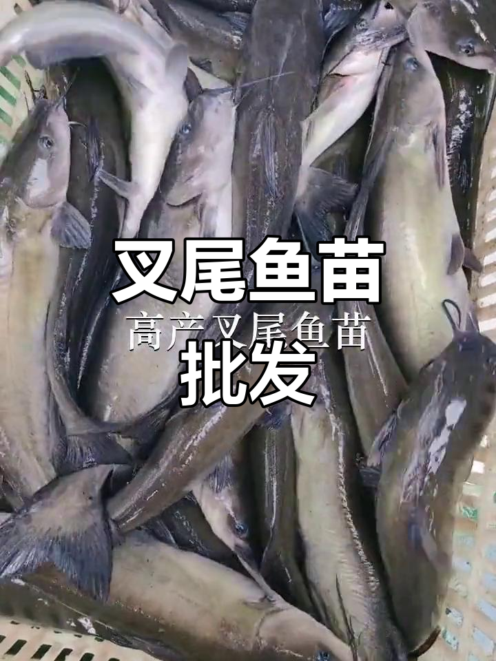 优质叉尾鱼苗,广州多地供应