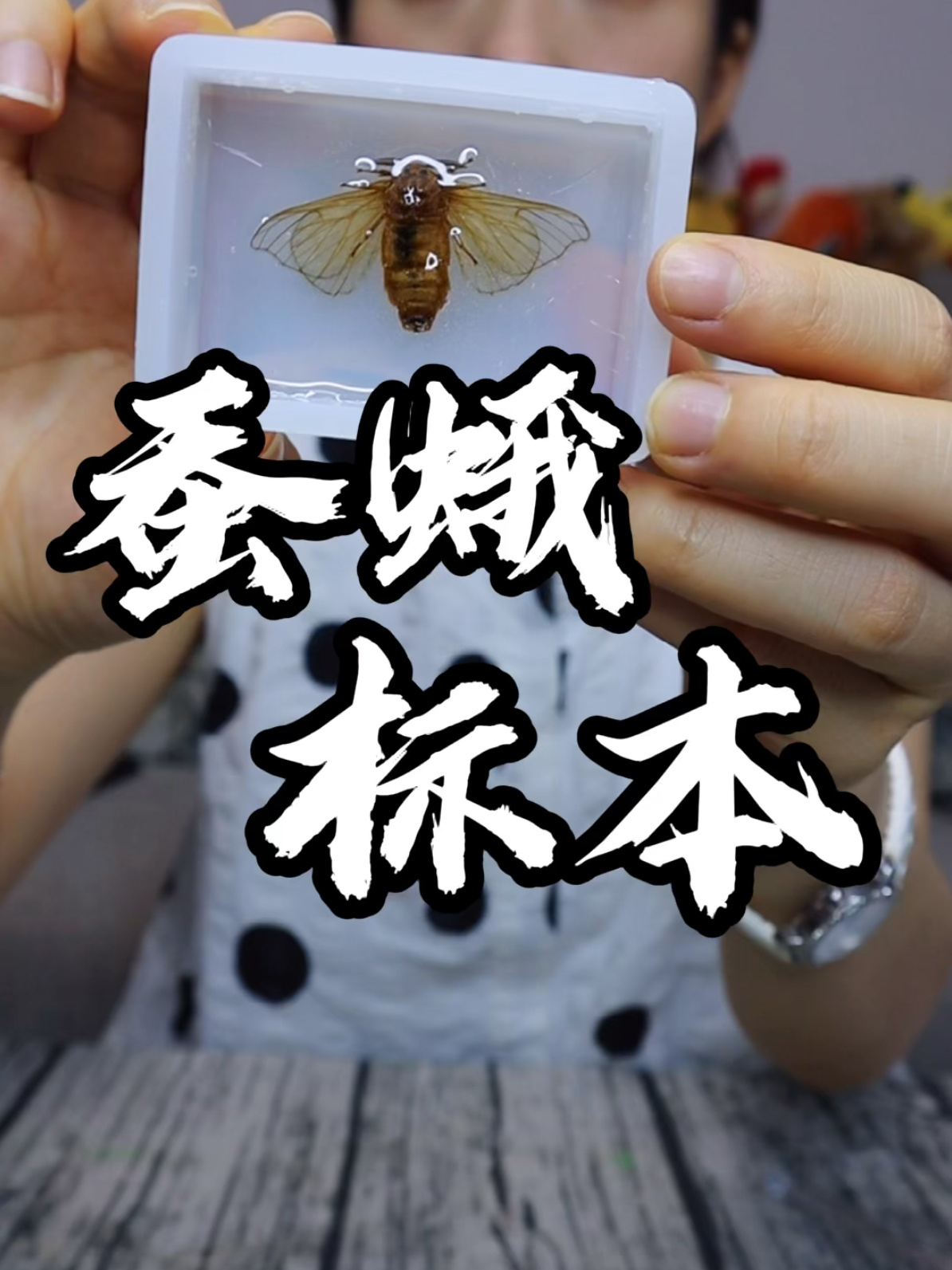 制作昆虫标本|我留下了最后一只蚕蛾,做标本