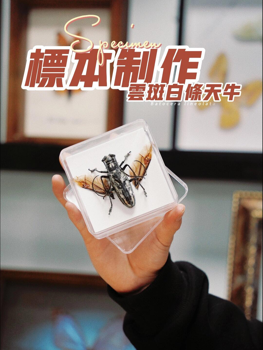 超详细的昆虫标本教程!有手就行一学就会!