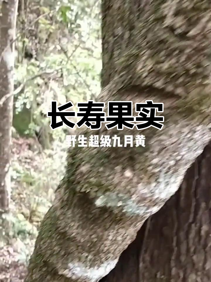 野生九月黄能活百年,依旧硕果累累,堪称“长寿果树”