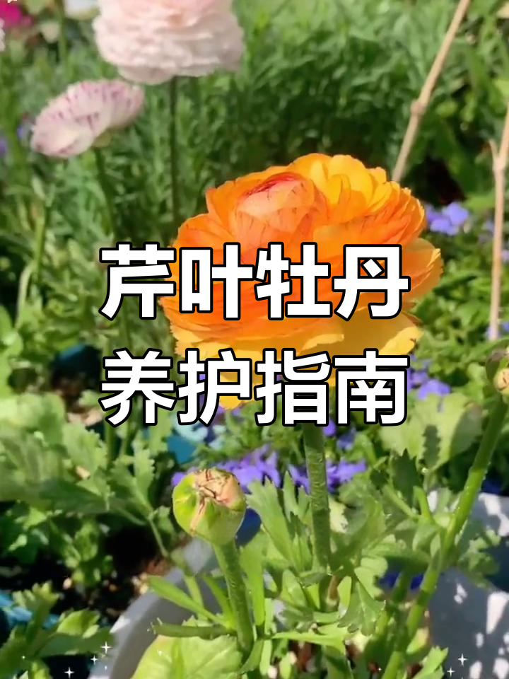花毛茛:芹叶牡丹的种植技巧,轻松打造名贵花卉