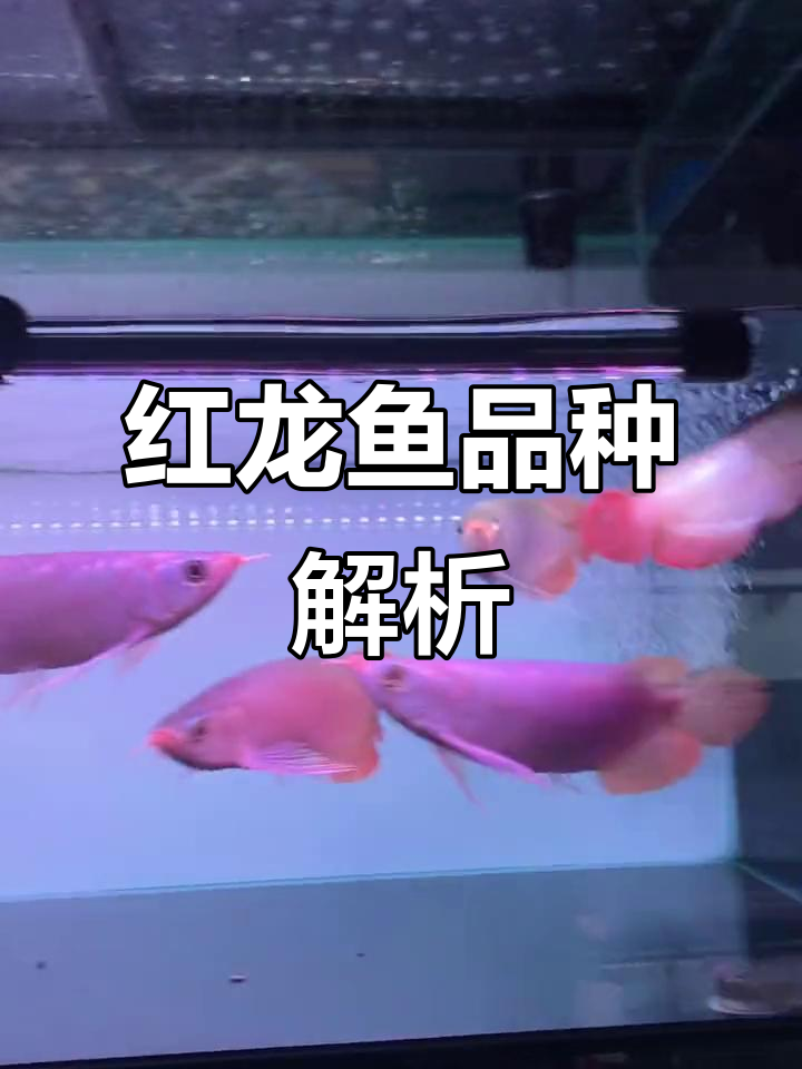 短身红龙鱼大揭秘:从九条到二十条,品质不一