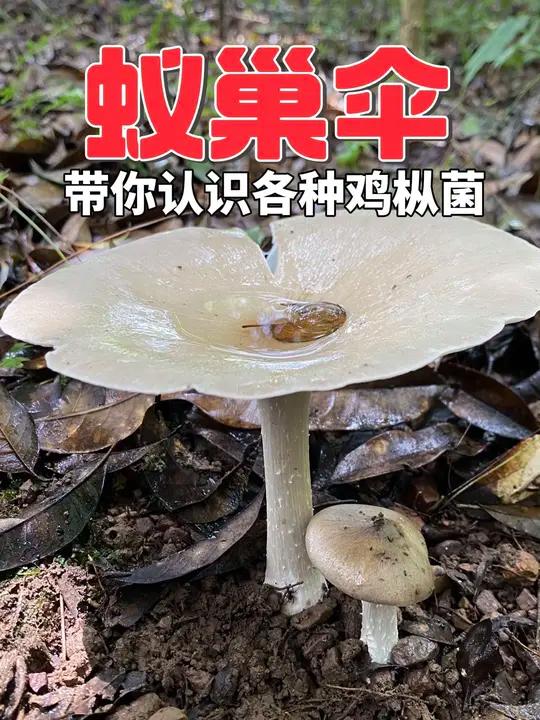 介绍几种鸡枞菌 带你认识各种鸡枞菌