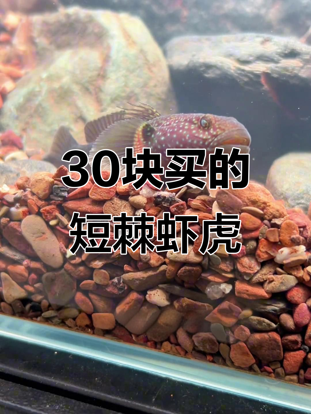 30元买条短棘缟虾虎,凶猛如雷龙,互动性极强