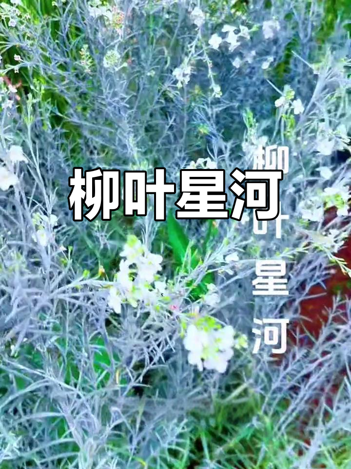 柳叶星河:银灰观叶植物,耐寒抗旱