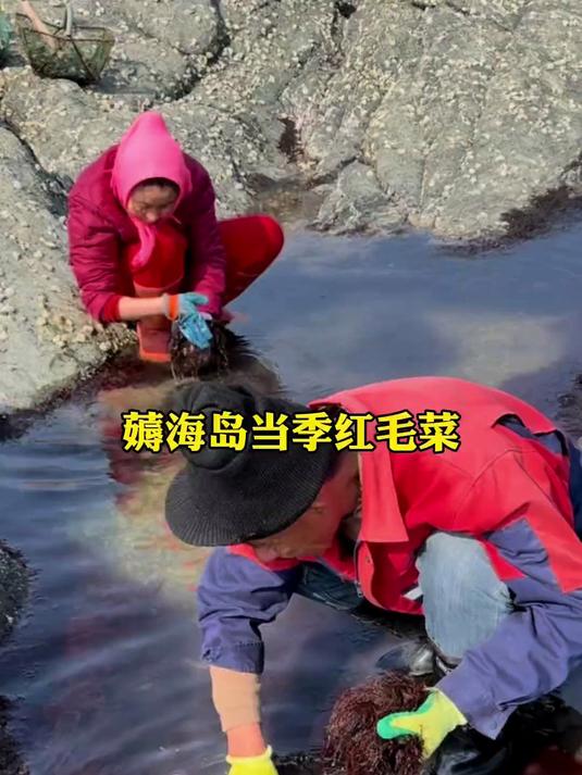 带你们看看，海岛当季的红毛菜撞上新晒的蚬子干