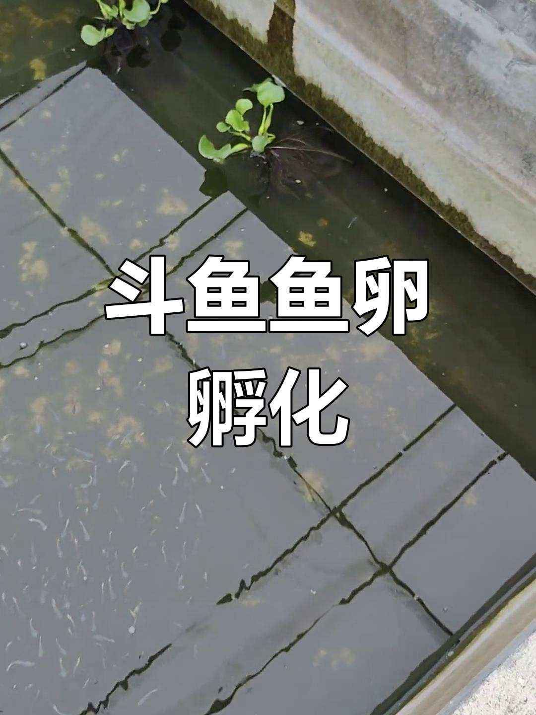斗鱼繁殖过程揭秘:如何保护鱼卵