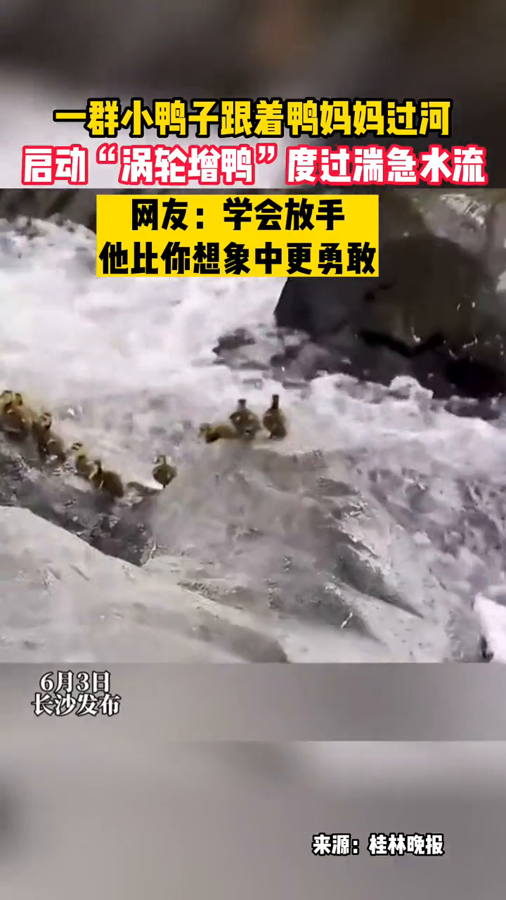 一群小鸭子跟着鸭妈妈过河,启动“涡轮增鸭”度过湍急水流!