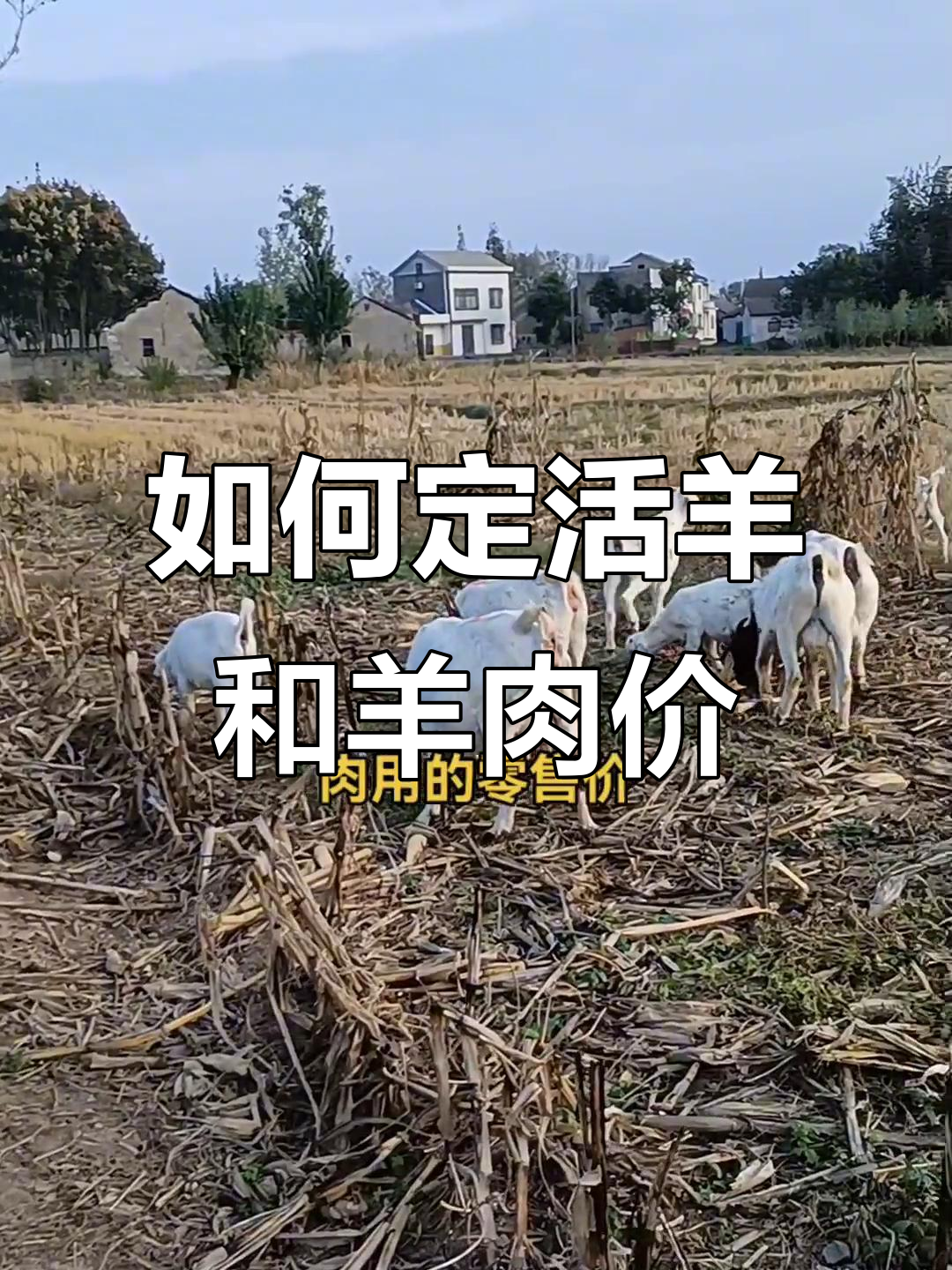 羊肉价格如何定价?公母、品种差异全解析