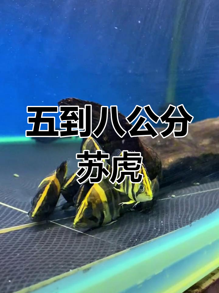 这条苏虎鱼,纹路和底色都太美了