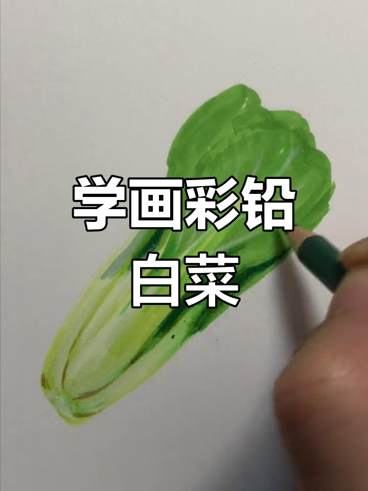 彩铅画白菜,步骤详解轻松学会